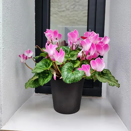 Cuna Flamenca Appartement Jerez de la Frontera