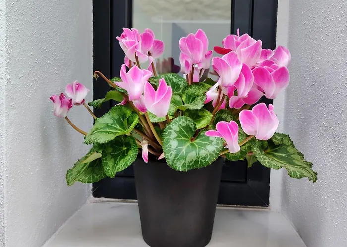 Cuna Flamenca Appartamento Jerez de la Frontera